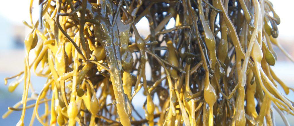 Seaweed used by Seaweed and Co