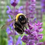 Bee on a purple flower
