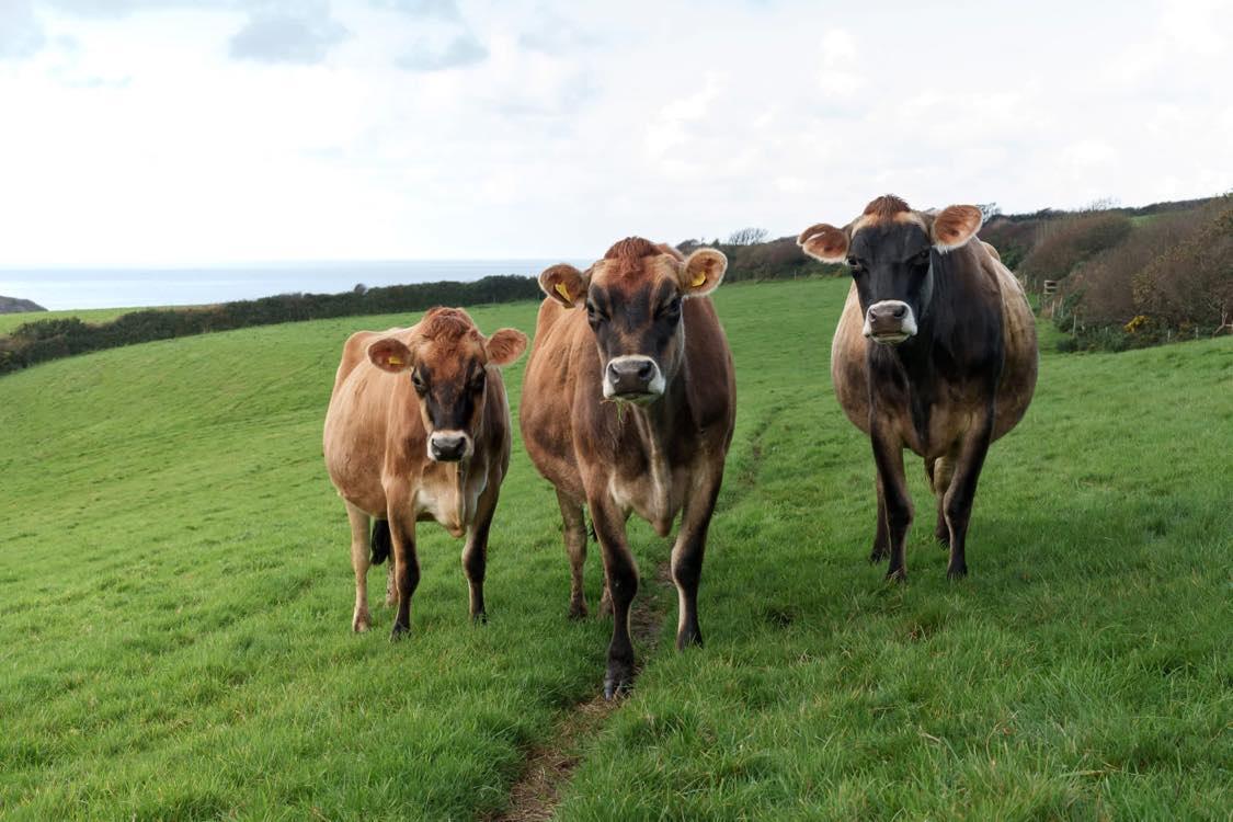 Cows grazing on grass 